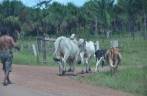Gado atravessando a estrada no sul de Roraima, na viagem para Presidente Figueiredo - AM